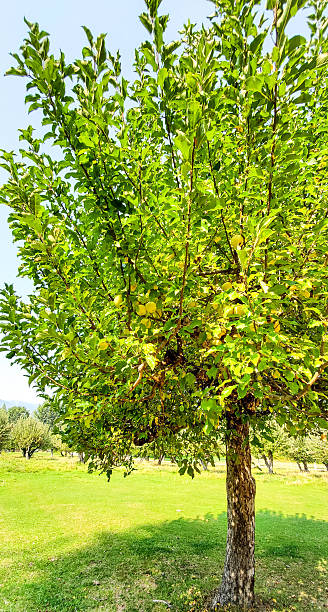 istock Red ripe apples on apple tree branch blue sky background 2211664503