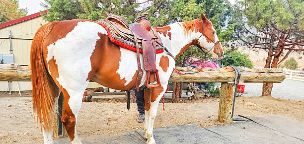 American horse in yreka California