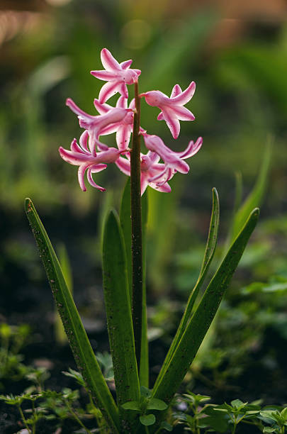 pink bell flower in the garden