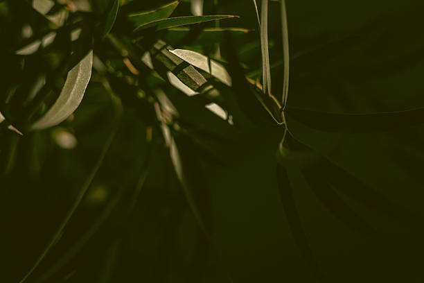 istock Minimalistic composition of green branch on green background 2211665373