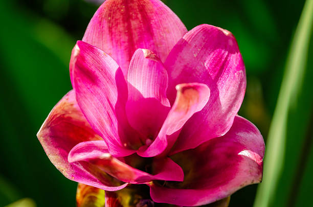 Siam tulip (Curcuma alismatifolia) blooms, Sept. 4, 2022, in Daphne, Alabama. Siam tulip is an exotic perennial from the ginger species that produces pink blossoms from late spring to early fall.
