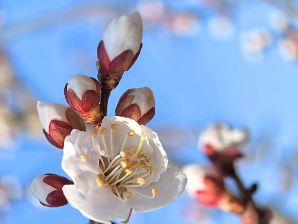 White apricot blossom surrounded by budding flowers against a bright blue sky. The scene captures the essence of spring and nature's beauty.