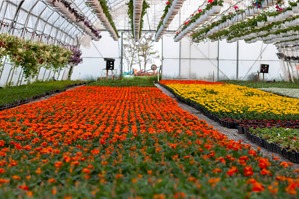 istock Flowers growing in modern greenhouse. 2211666761