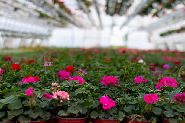 Greenhouses for growing flowers. Blurred interior of an industrial floriculture greenhouse with flower beds in the foreground
