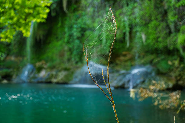 Lush green forest surrounds a tranquil waterfall and emerald pool, creating a serene natural escape deep in the wilderness.