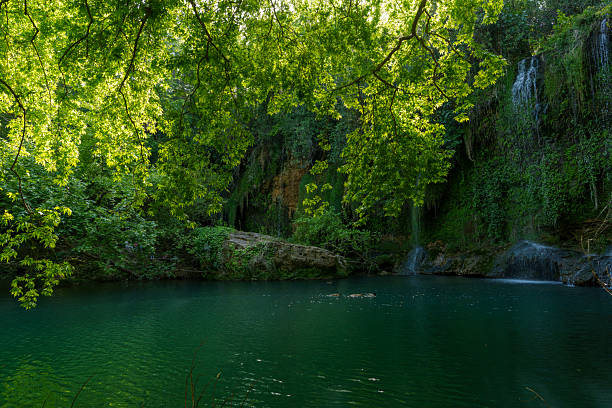 Lush green forest surrounds a tranquil waterfall and emerald pool, creating a serene natural escape deep in the wilderness.