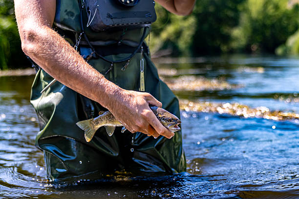 istock Fisherman showing a just caught trout in the river 2211670176