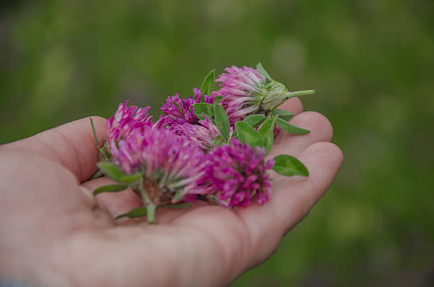 istock Harvesting red clover, herb harvesting concept 2211676433