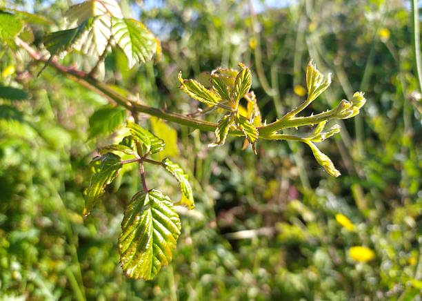 New growth emerging on a thorny bramble. Fresh spring foliage symbolizes resilience and new beginnings. Ideal for nature, growth, and conceptual themes.