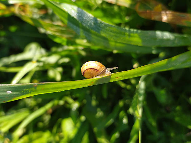 istock A small snail crawls slowly across a vibrant green blade of grass. Represents perseverance, natures pace, and ecoawareness. Great for environmental or growth concepts. 2211676934