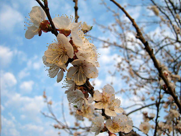 istock Delicate white blossoms against a soft blue sky evoke springtime renewal and natural beauty. Ideal for themes of hope, growth, and the fleeting beauty of nature. 2211676973