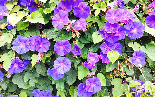 istock Lush floral backdrop featuring vibrant violet blossoms intertwined with lush green foliage. Perfect for conveying natural beauty, growth, and serene environments. 2211677016