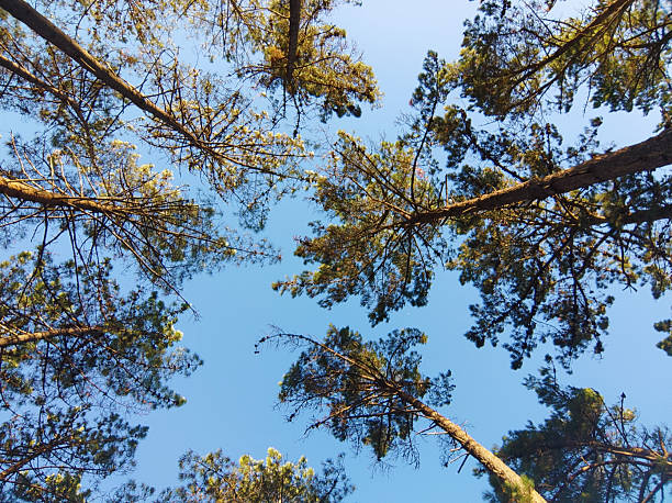 istock Low angle shot looking up through pine trees against a bright blue sky. Evokes peace, nature, and introspection. Perfect for travel, environmental, or wellness content. 2211677031