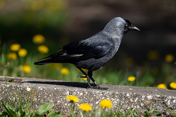 Jackdaw see around, lurking near the lake.