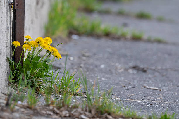 Flowers living in the city, with buildings and houses