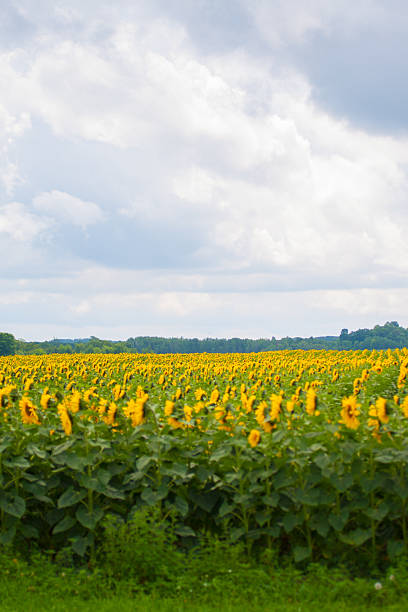 istock Sunflowers, Michigan 2211677815
