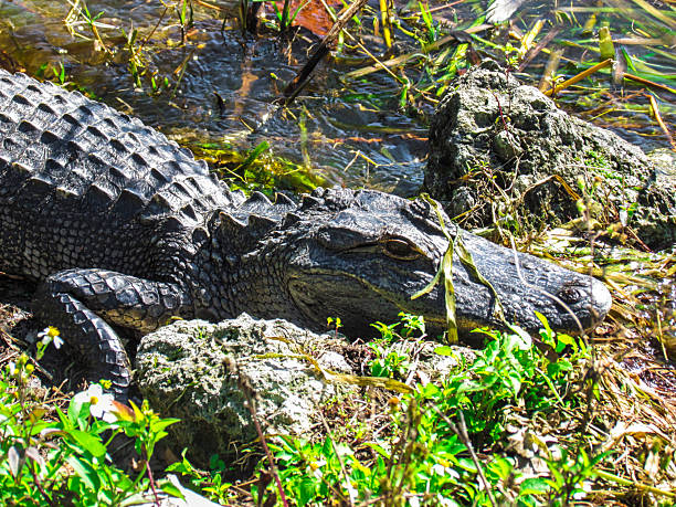 istock Aligator Head And Body SUn Bathing By The Water 2211679036
