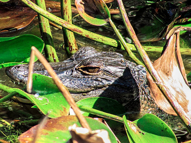 istock Aligator Face Hiding Behind Swamp Grass And Tree Branches 2211679044