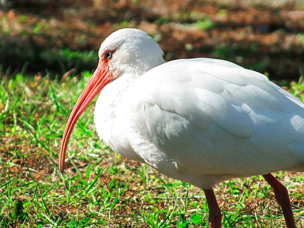 White Ibis Birds On The Grass Grooming and Eating