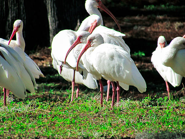 The beautiful white ibis in the natural surroundings of Orlando Wetlands Park in central Florida.  The park is a large marsh area which is home to numerous birds, mammals, and reptiles.