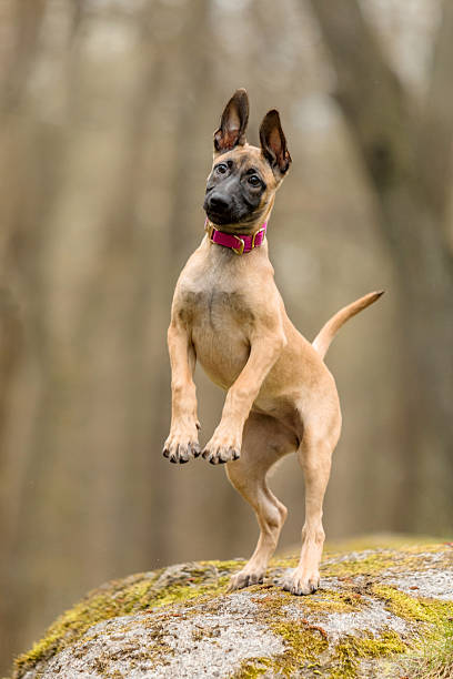 Playful Belgian Malinois Puppy Jumping on Mossy Rock in Forest