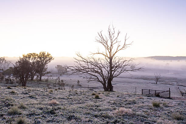 istock A dead tree rises from a quiet field at sunrise, with a gate and road in the foreground and fog filling the glowing valley with frost on the ground 2211679841