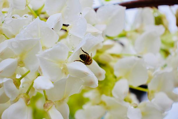 istock White wisteria flowers and a bee 2211679878