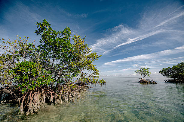 istock Mangroves of Biscayne National Park 2211681604