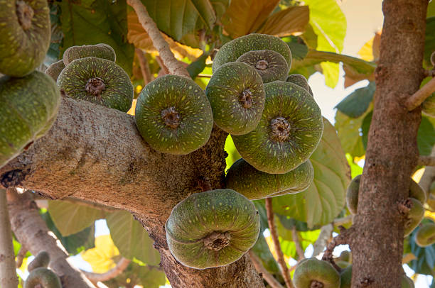 Ornamental fig fruits on the branch in brazil