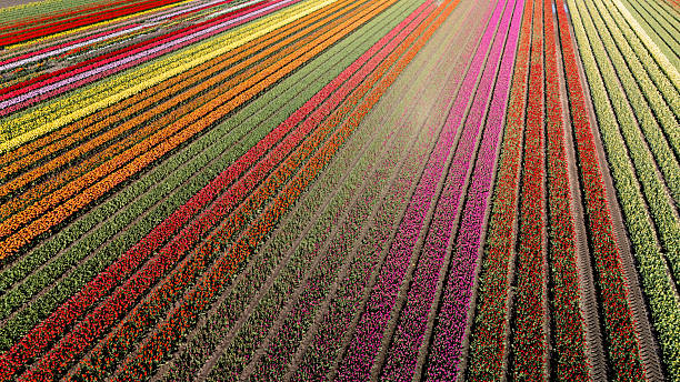 istock Vibrant tulip fields in Flevoland showcasing a stunning array of colors during spring 2211683663