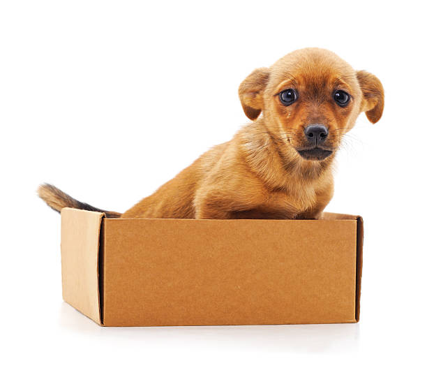 istock Puppy in the box. 2211683701