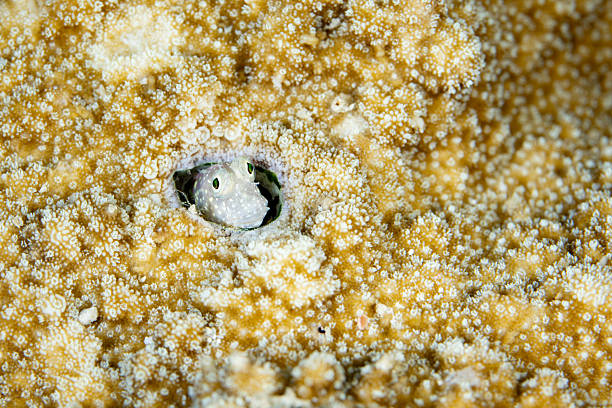 A tiny blenny pokes its cute face out of its hole on a coral reef in Raja Ampat, Indonesia. Small fish, such as this, make up a large part of the fish diversity on Indo-Pacific reefs.