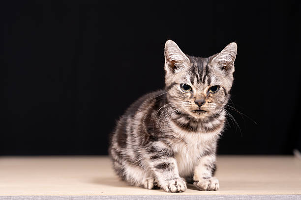 istock A cute little cat in the background 2211688007