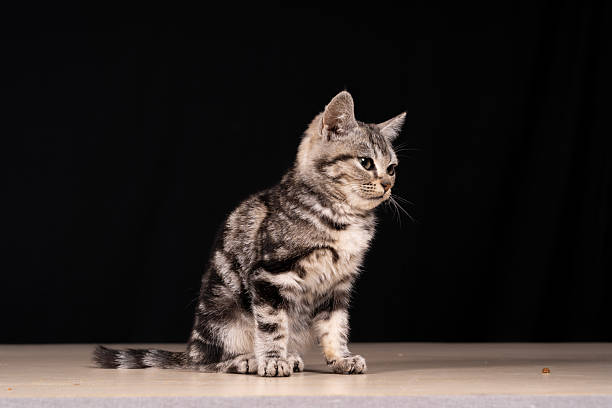 istock A cute little cat in the background 2211688033