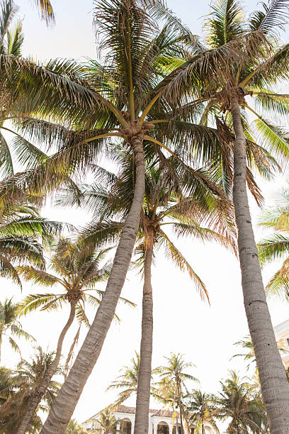 istock A Romantic Sunset Sky & Breezy Palm Trees Over Empty Worth Avenue, Palm Beach, Florida During April of 2025 2211689390