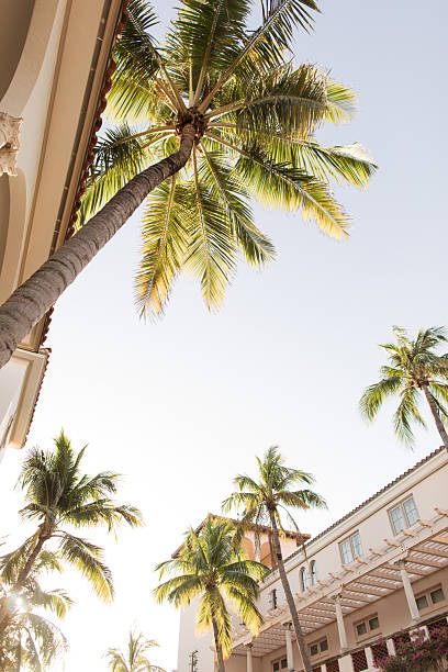 A Romantic Sunset Sky & Breezy Palm Trees Over Empty Worth Avenue, Palm Beach, Florida During April of 2025.