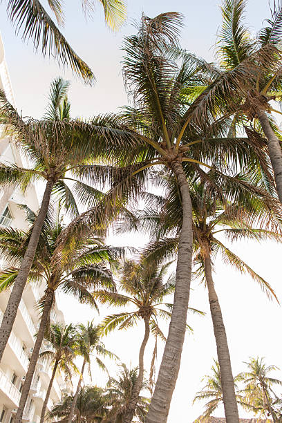 istock A Romantic Sunset Sky & Breezy Palm Trees Over Empty Worth Avenue, Palm Beach, Florida During April of 2025 2211689453