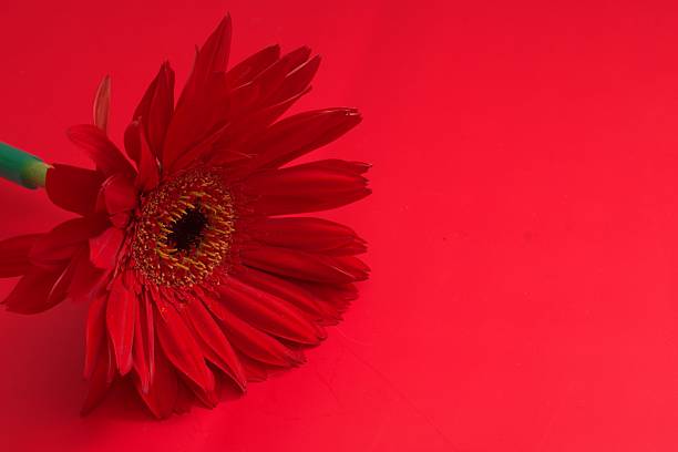 Hermosa flor en fondo rojo