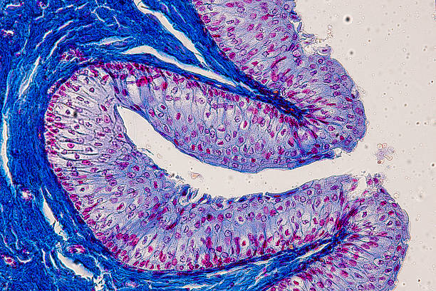 istock Pathology and Histology Tissue of Mammals under microscope. 2211690334