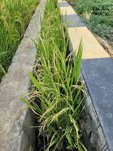 istock rice growing on the sidewalk 2211690541