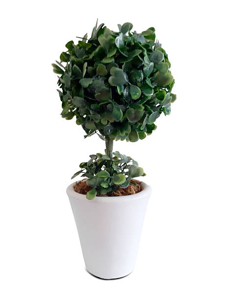 istock Small white potted plastic ornamental tree. 2211691531