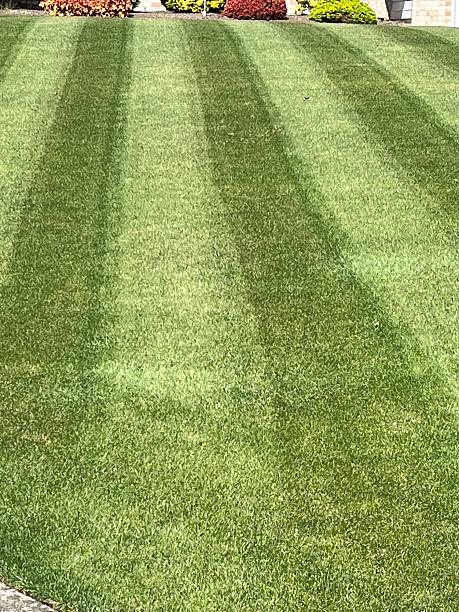 istock A perfect freshly-mowed green lawn 2211697883