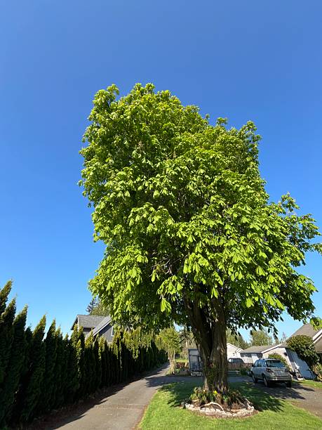 istock Horse chestnut tree (Aesculus hippocastanum) on a bright sunny day 2211697918