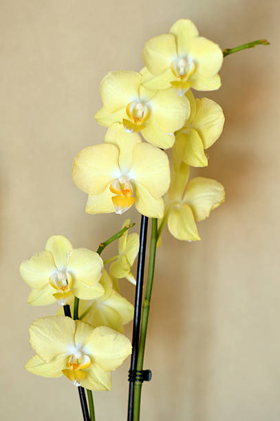 moth orchids in bloom close up