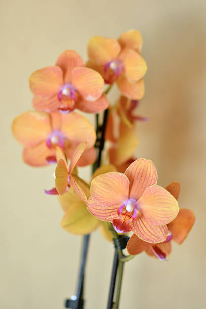 moth orchids in bloom close up