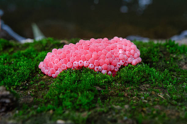 Fresh red caviar