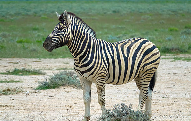 istock Close up. Zebra in Etosha National Park, Namibia. 2211706208