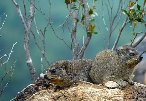 Procavia capensis is commonly found in arid land habitat including deserts, savannas and scrub forests