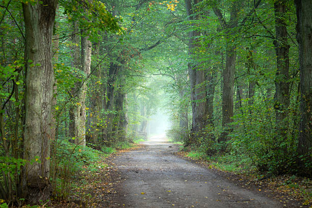 istock Avenue in old foggy forest 2211707275