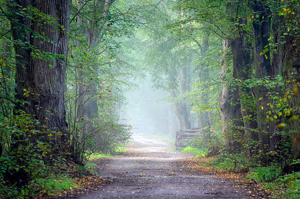 istock Avenue in old foggy forest 2211707604